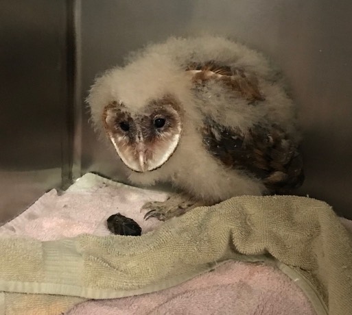 Barn Owl fledge