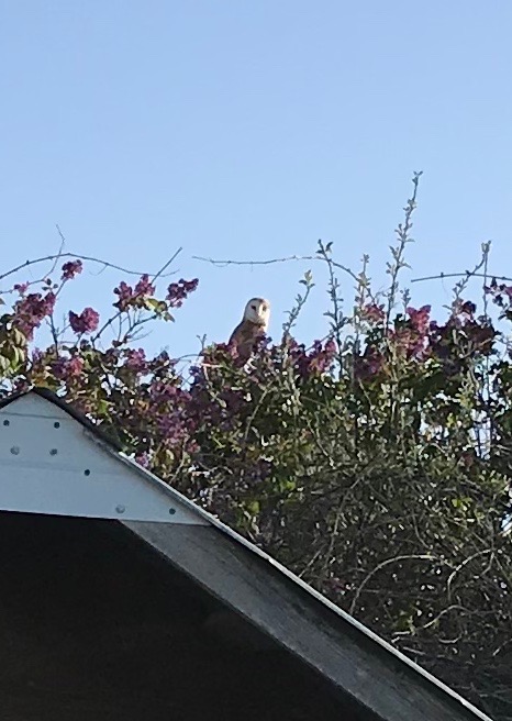 Barn Owl Release
