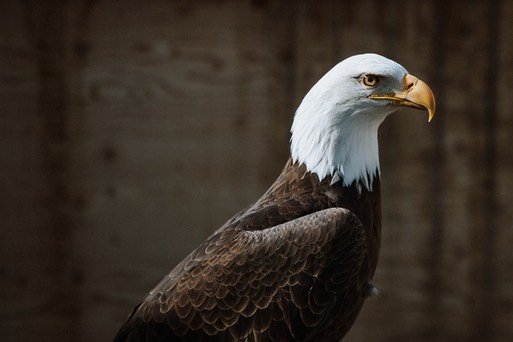 BlueMountainWildlife-11 (1)