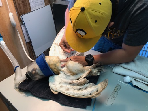 BNOW & Todd drawing blood