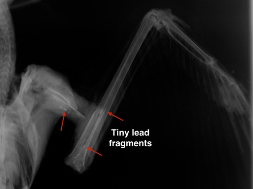 BNOW cropped rad.001