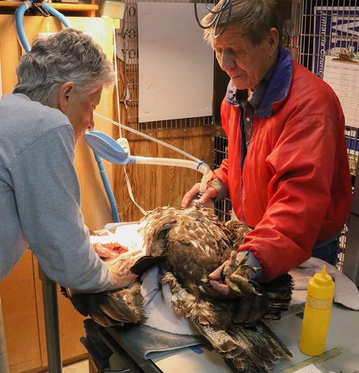 Bob Lynn w eagle 03 30 19