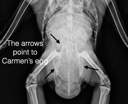 Carmen's egg rad.001