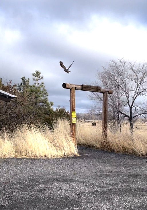 Casey releasing owl 2