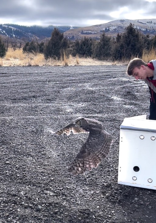 Casey releasing owl