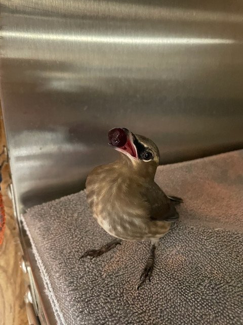 Cedar Waxwing & Blueberry