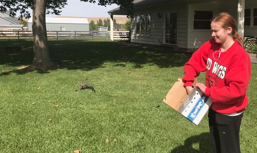 cedar waxwing release