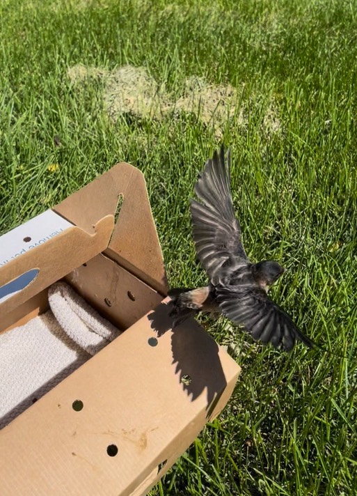 Cliff Swallow release