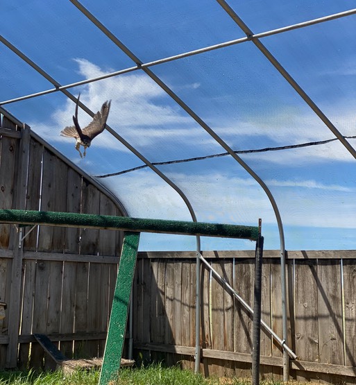 Cropped PRFA by Adrian