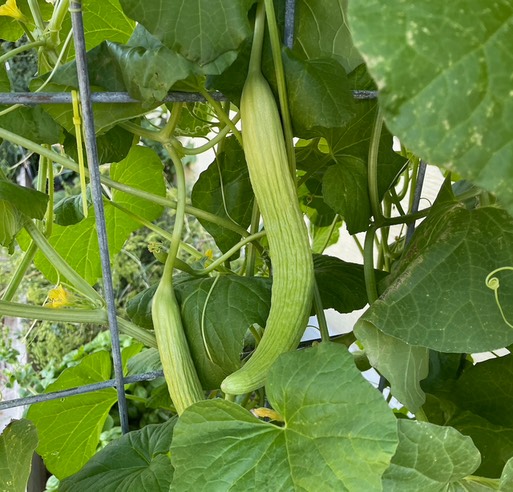 cucumbers