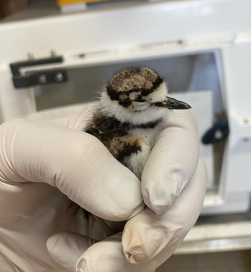 D574DBA7-10E6-444D-806E-3C061DA5B569 (1)