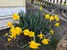 Daffodils