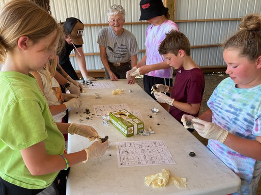 Dissecting owl pellets