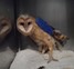 Downy Barn Owl.jpg