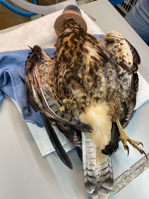 Electrocuted RTHA & maggots