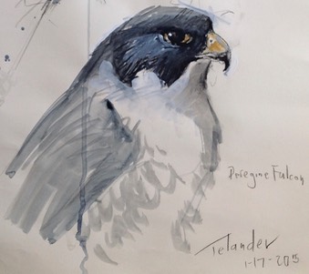falcon painting
