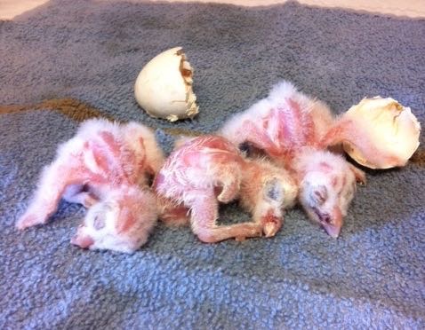 First 3 babies of 2015