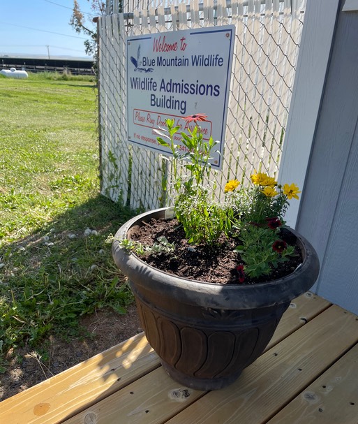 Flowers on Admission porch