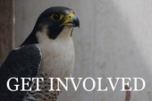 get involved button falcon