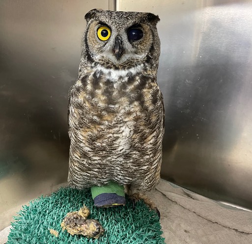 GHOW 21-751 on a perch