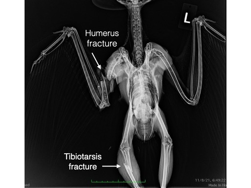 GHOW 21-760 rad.001.jpeg.001