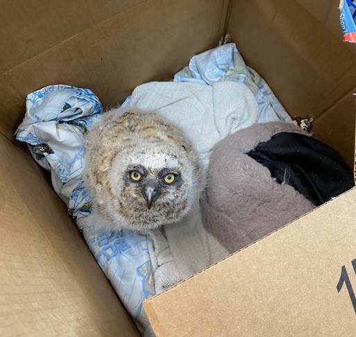 GHOW eating Dubia Roaches