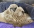 GHOW nestlings X 2