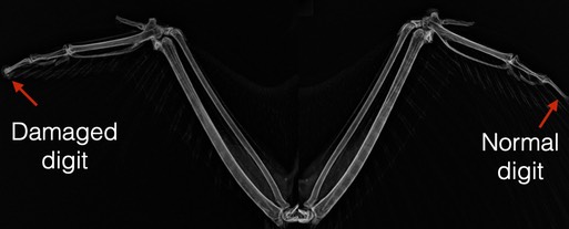 GHOW rad labeled.001