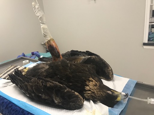 GOEA 20-001 surgery prep