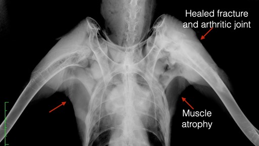 GOEA 21-004 rad 2.001