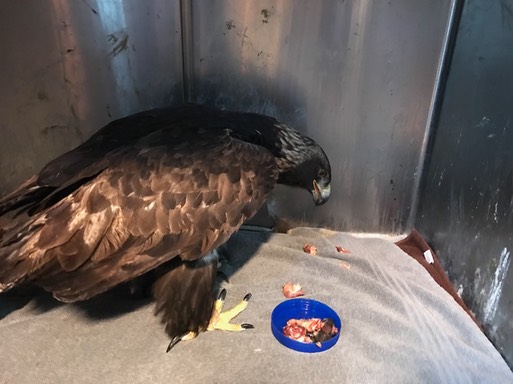 GOEA eating breakfast