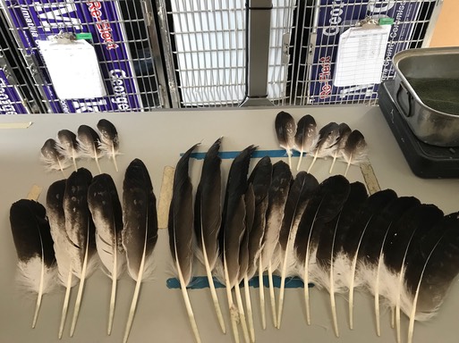 GOEA feathers