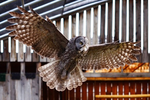 Great Grey Owl copy