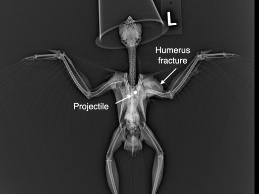 Gunshot SSHA rad.001