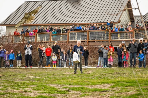 Hawk Release at Winter Birds