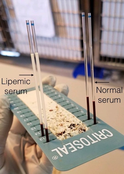 Hematocrit tubes.001
