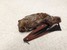 Hoary Bat photo