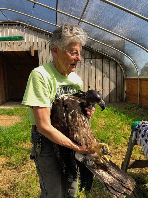 How to weigh an eagle 1