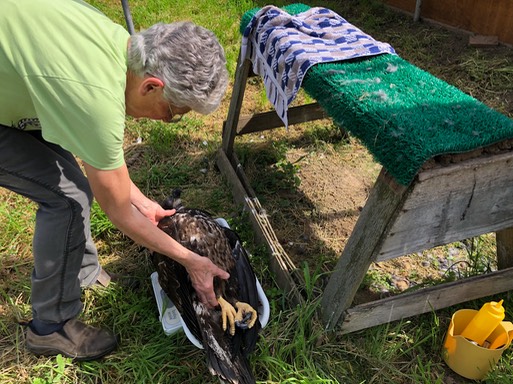 How to weigh an eagle 2