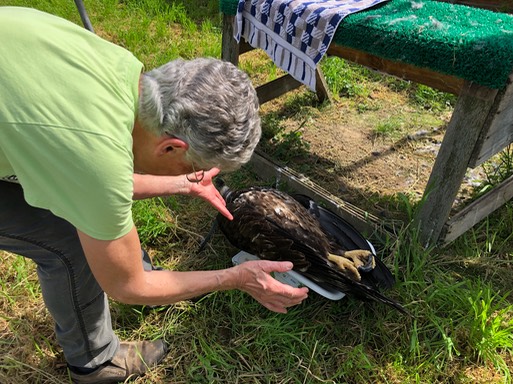 How to weigh an eagle 3