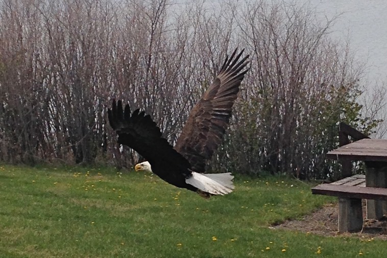 Bald Eagle