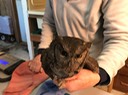 Western Screech Owl, Pendleton
