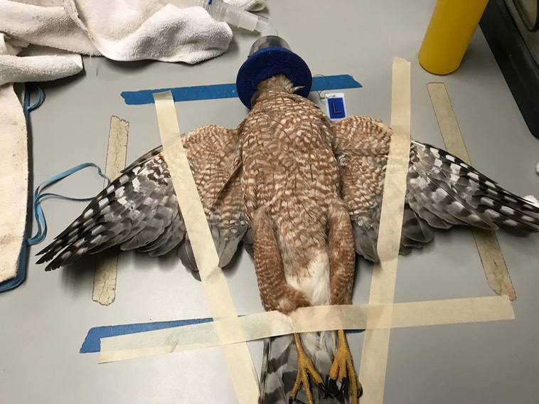 Cooper's Hawk, Prosser