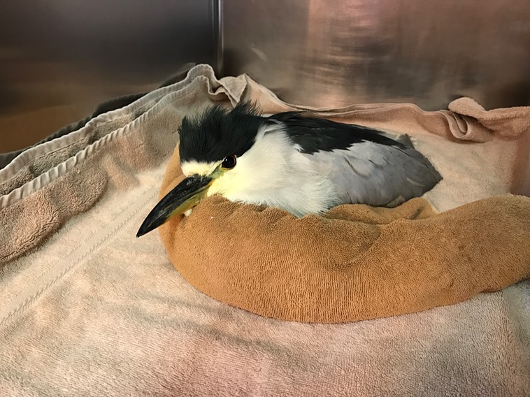 Black Crowned Night Heron