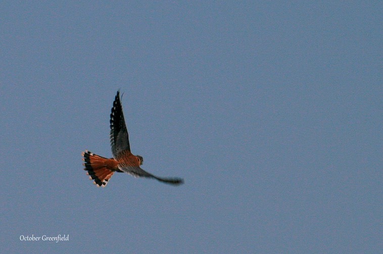 American Kestrel Release