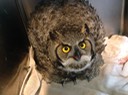 Great Horned Owl, Defensive Posture
