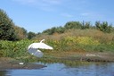Great White Egret