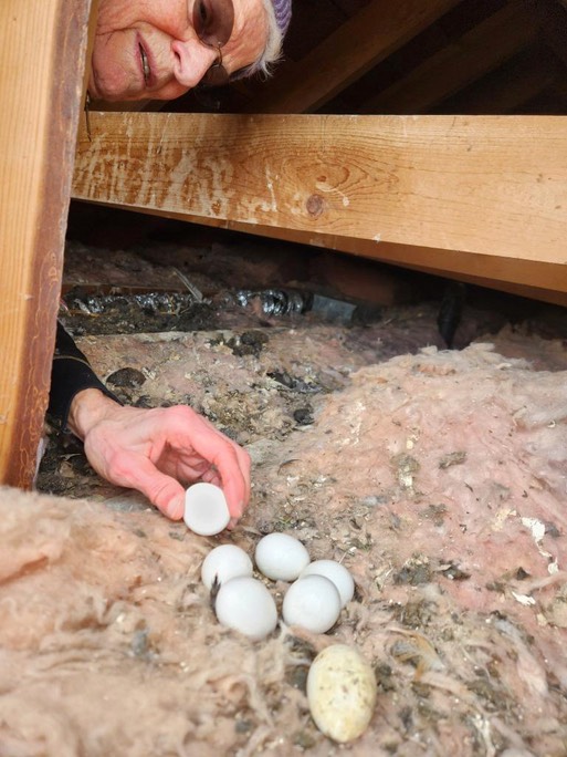 Janie collecting eggs