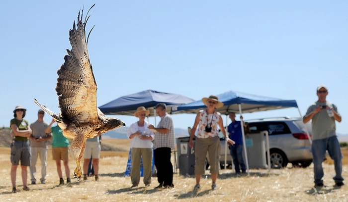 Red-tailed Hawk
