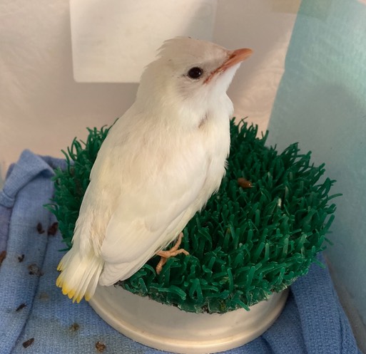 Leucistic Cedar Waxwing